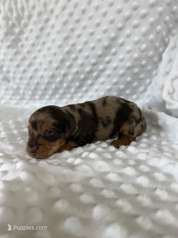 Gorgeous Boy – Dachshund puppy for sale in Brighton, MO