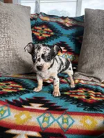 Merle Boy, a male Chihuahua for sale in Brighton, MO – 4 of 6