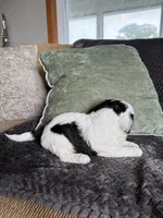 Cute Boy, a male Shihpoo for sale in Brighton, MO – 3 of 3