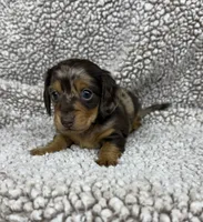 Little Boy, a male Dachshund for sale in Brighton, MO – 2 of 9