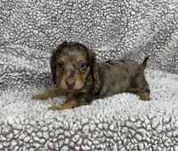 Sweet Boy, a male Dachshund for sale in Brighton, MO – 5 of 8