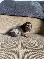 Little Boy, a male Dachshund for sale in Brighton, MO – 7 of 9