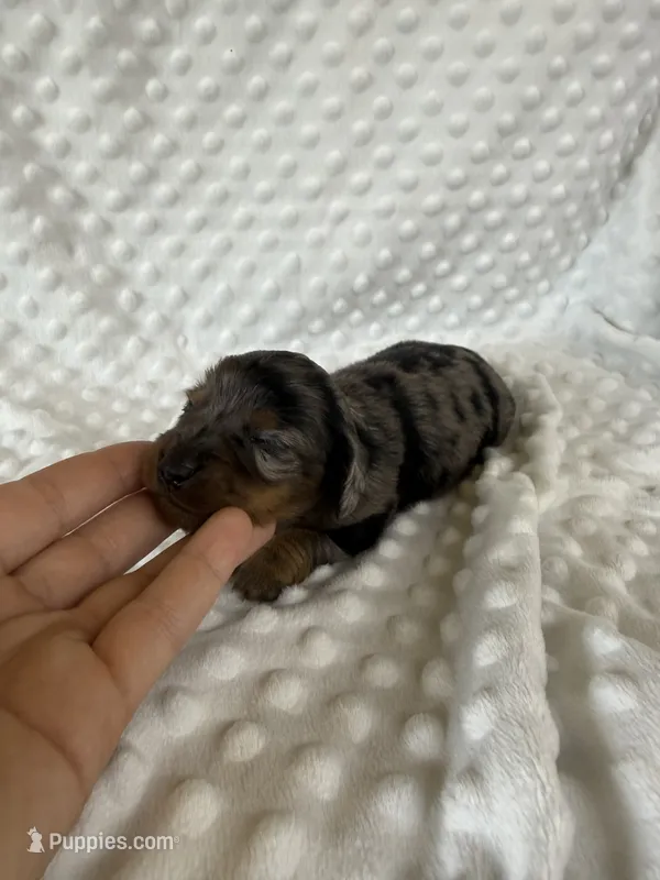 Pretty Girl – Dachshund puppy for sale in Brighton, MO