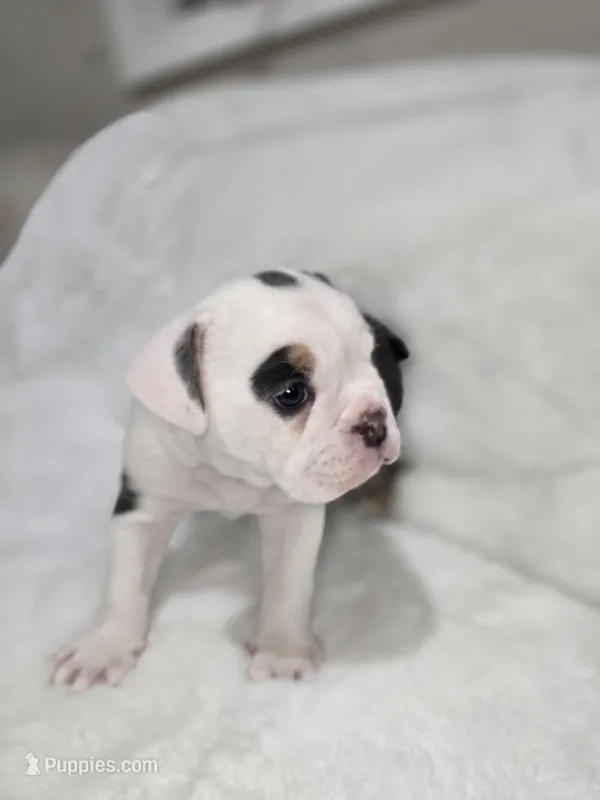 English bulldog girl 8 weeks old