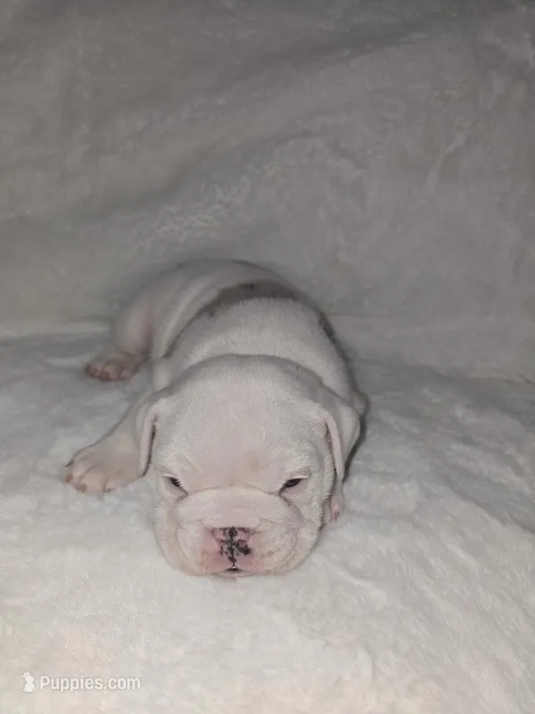 English bulldog girl 8 weeks old