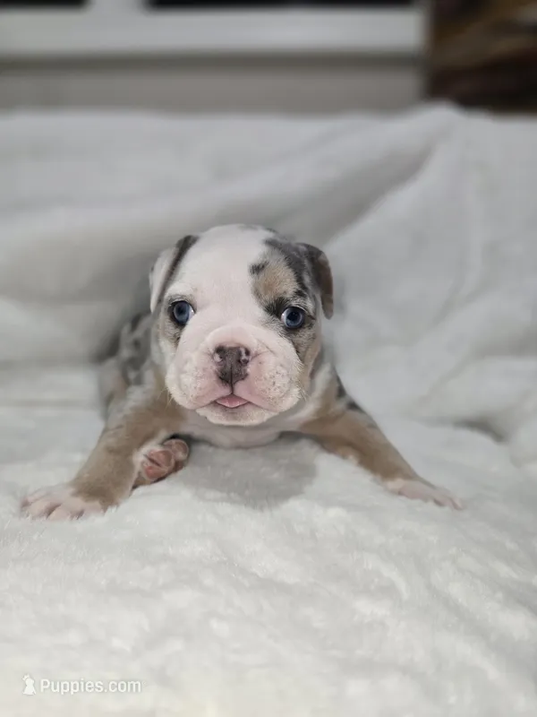 English bulldog girl 8 weeks 