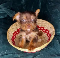 Prince Charming , a male Yorkshire Terrier for sale in Meridian, MS – 2 of 3