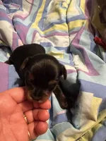 Leonardo , a male Yorkshire Terrier for sale in Meridian, MS – 4 of 6