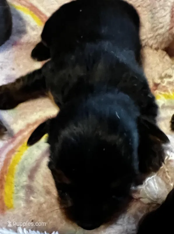 Belle  – Yorkshire Terrier puppy for sale in Meridian, MS