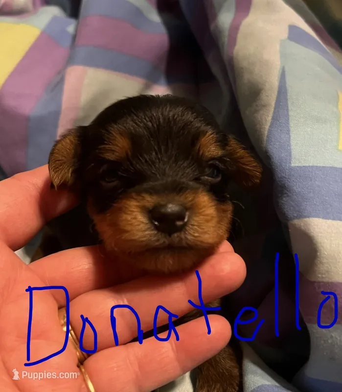 Donatello  – Yorkshire Terrier puppy for sale in Meridian, MS