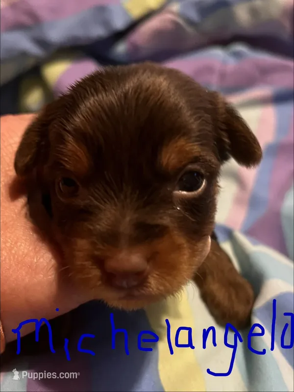 Michelangelo  – Yorkshire Terrier puppy for sale in Meridian, MS