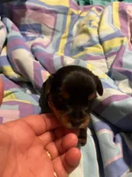 Irma, a female Yorkshire Terrier for sale in Meridian, MS – 5 of 6