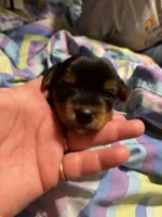 Venus, a female Yorkshire Terrier for sale in Meridian, MS – 3 of 6