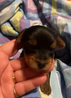 Irma, a female Yorkshire Terrier for sale in Meridian, MS – 2 of 6
