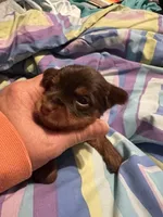 Michelangelo , a male Yorkshire Terrier for sale in Meridian, MS – 6 of 6