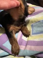 Kelly , a female Yorkshire Terrier for sale in Meridian, MS – 2 of 4