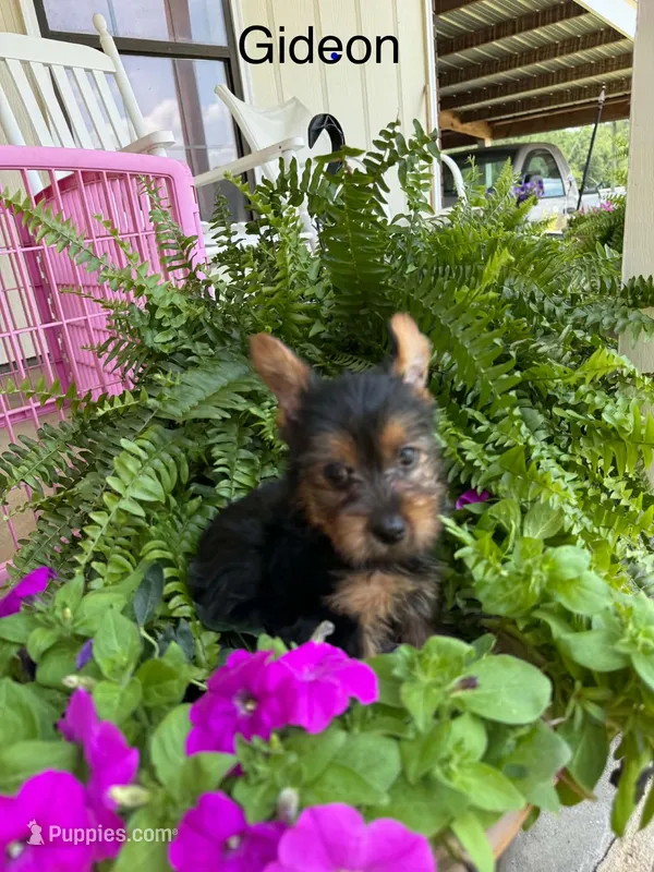 Gideon – Yorkshire Terrier puppy for sale in Meridian, MS