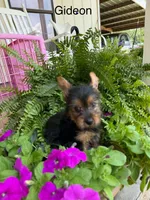 Gideon, a male Yorkshire Terrier for sale in Meridian, MS – 1 of 1