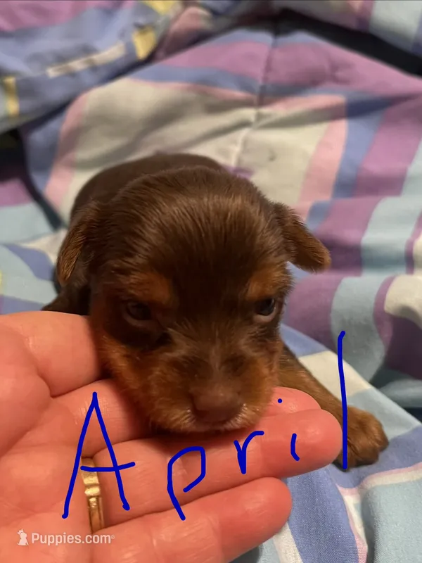 April – Yorkshire Terrier puppy for sale in Meridian, MS