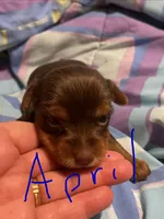 April, a female Yorkshire Terrier for sale in Meridian, MS – 1 of 5