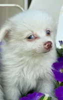 Skippy, a male Pomeranian for sale in Meridian, MS – 2 of 2