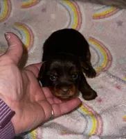 Mulan, a female Yorkshire Terrier for sale in Meridian, MS – Photo 1 of 2