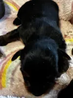 Mulan, a female Yorkshire Terrier for sale in Meridian, MS – Photo 2 of 2