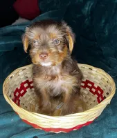 Sleepy, a male Yorkshire Terrier for sale in Meridian, MS – Photo 4 of 7