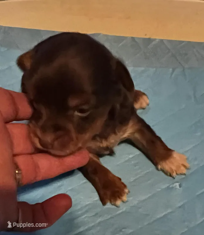 Sleepy – Yorkshire Terrier puppy for sale in Meridian, MS