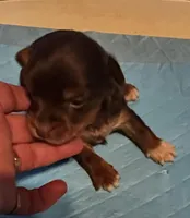 Sleepy, a male Yorkshire Terrier for sale in Meridian, MS – Photo 1 of 3