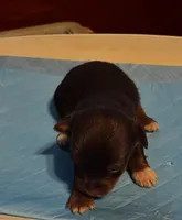 Sleepy, a male Yorkshire Terrier for sale in Meridian, MS – Photo 2 of 3