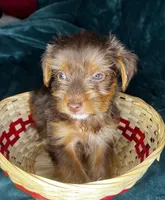 Sleepy, a male Yorkshire Terrier for sale in Meridian, MS – Photo 1 of 7
