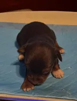 Sleepy, a male Yorkshire Terrier for sale in Meridian, MS – Photo 3 of 3