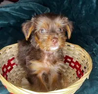 Sleepy, a male Yorkshire Terrier for sale in Meridian, MS – Photo 3 of 7