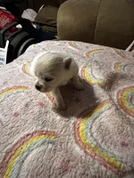 Magnolia , a female Pomeranian for sale in Meridian, MS – Photo 1 of 2