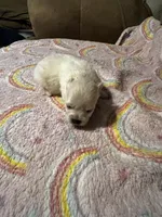 Magnolia , a female Pomeranian for sale in Meridian, MS – Photo 2 of 2