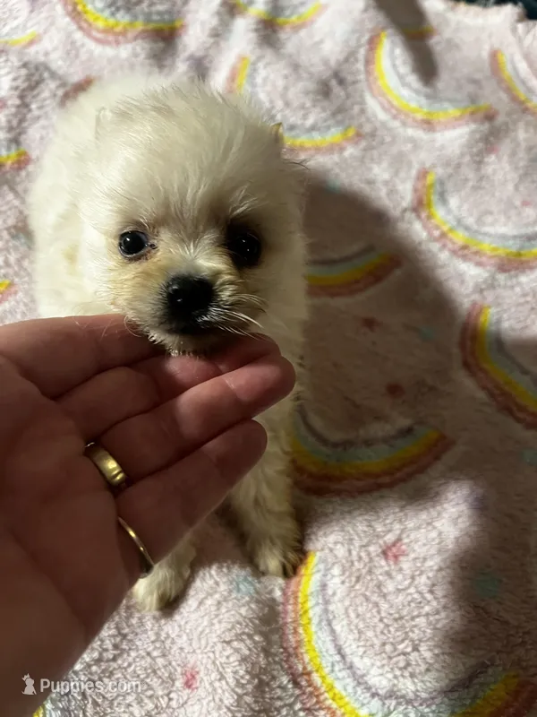 Magnolia  – Pomeranian puppy for sale in Meridian, MS