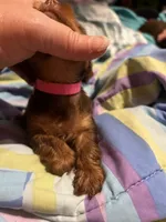 Jill, a female Yorkshire Terrier for sale in Meridian, MS – 3 of 5