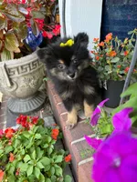 Foxy, a female Pomeranian for sale in Meridian, MS – 1 of 3