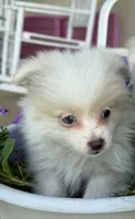 Sammy, a male Pomeranian for sale in Meridian, MS – 2 of 2