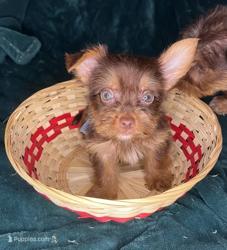Prince Charming , a male Yorkshire Terrier for sale in Meridian, MS – 1 of 3