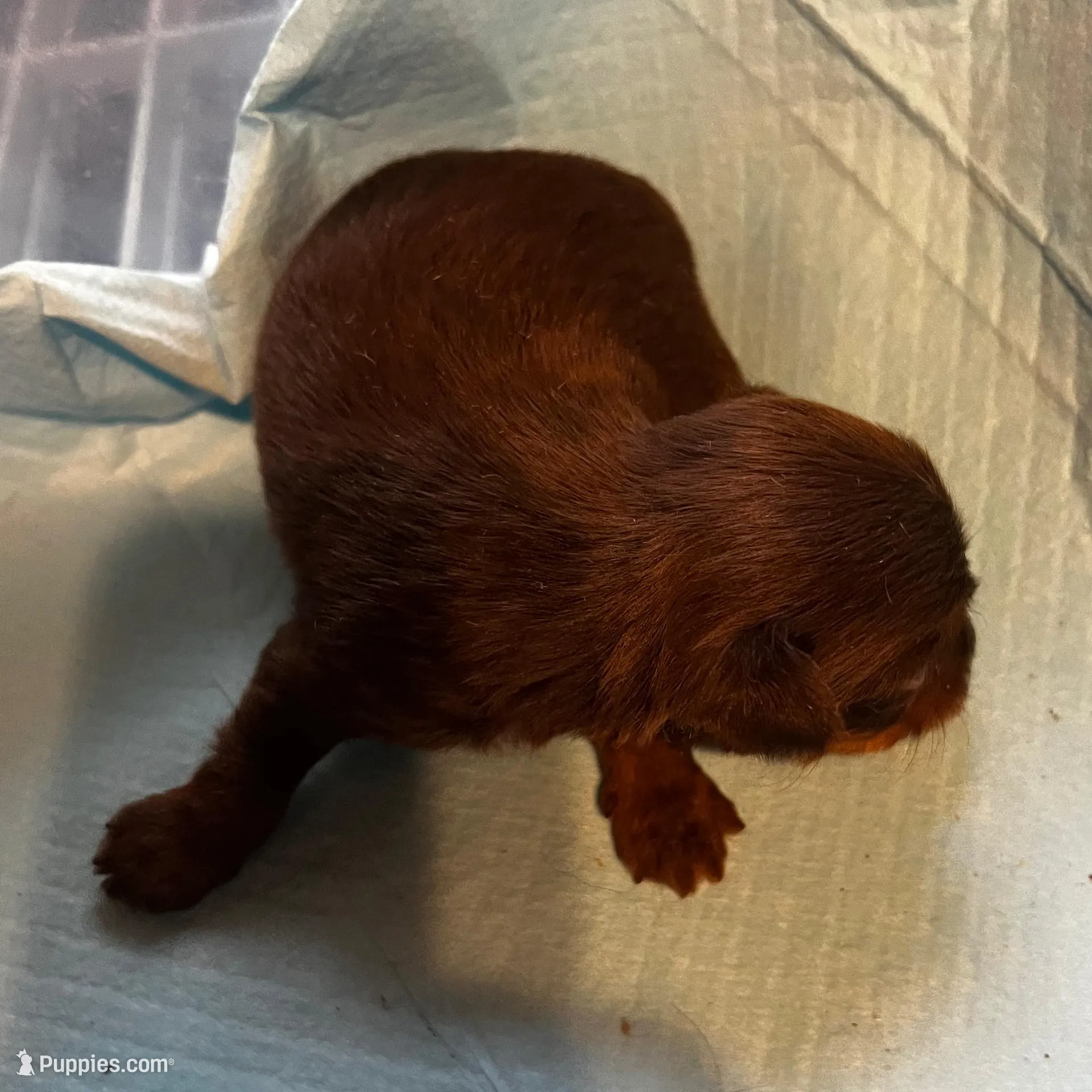 Happy, a male Yorkshire Terrier for sale in Meridian, MS – Photo 2 of 2