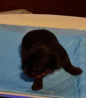 Happy, a male Yorkshire Terrier for sale in Meridian, MS – Photo 2 of 4