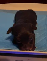 Happy, a male Yorkshire Terrier for sale in Meridian, MS – Photo 1 of 4