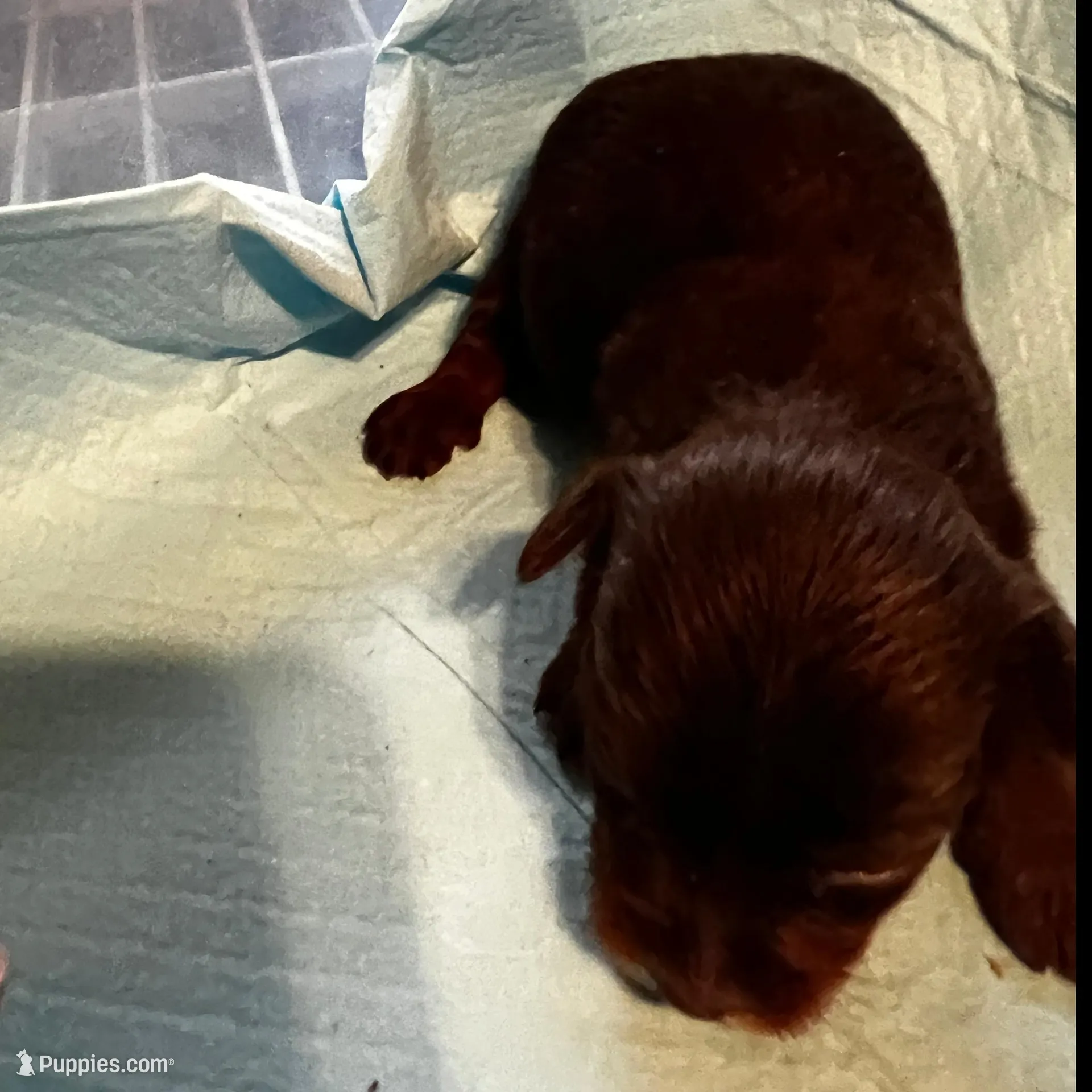 Happy – Yorkshire Terrier puppy for sale in Meridian, MS