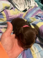 Jill, a female Yorkshire Terrier for sale in Meridian, MS – 5 of 5