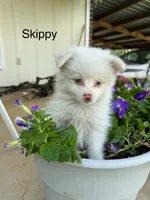 Skippy, a male Pomeranian for sale in Meridian, MS – 1 of 2