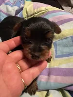 Kelly , a female Yorkshire Terrier for sale in Meridian, MS – 3 of 4