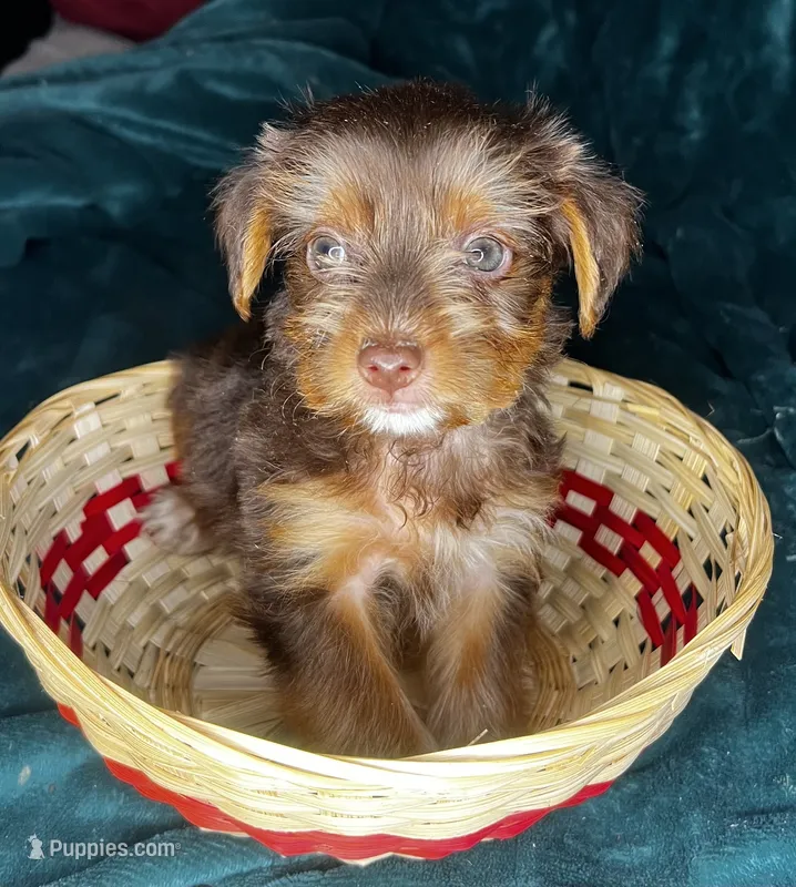 Bashful  – Yorkshire Terrier puppy for sale in Meridian, MS
