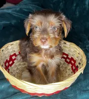 Bashful , a male Yorkshire Terrier for sale in Meridian, MS – 1 of 1